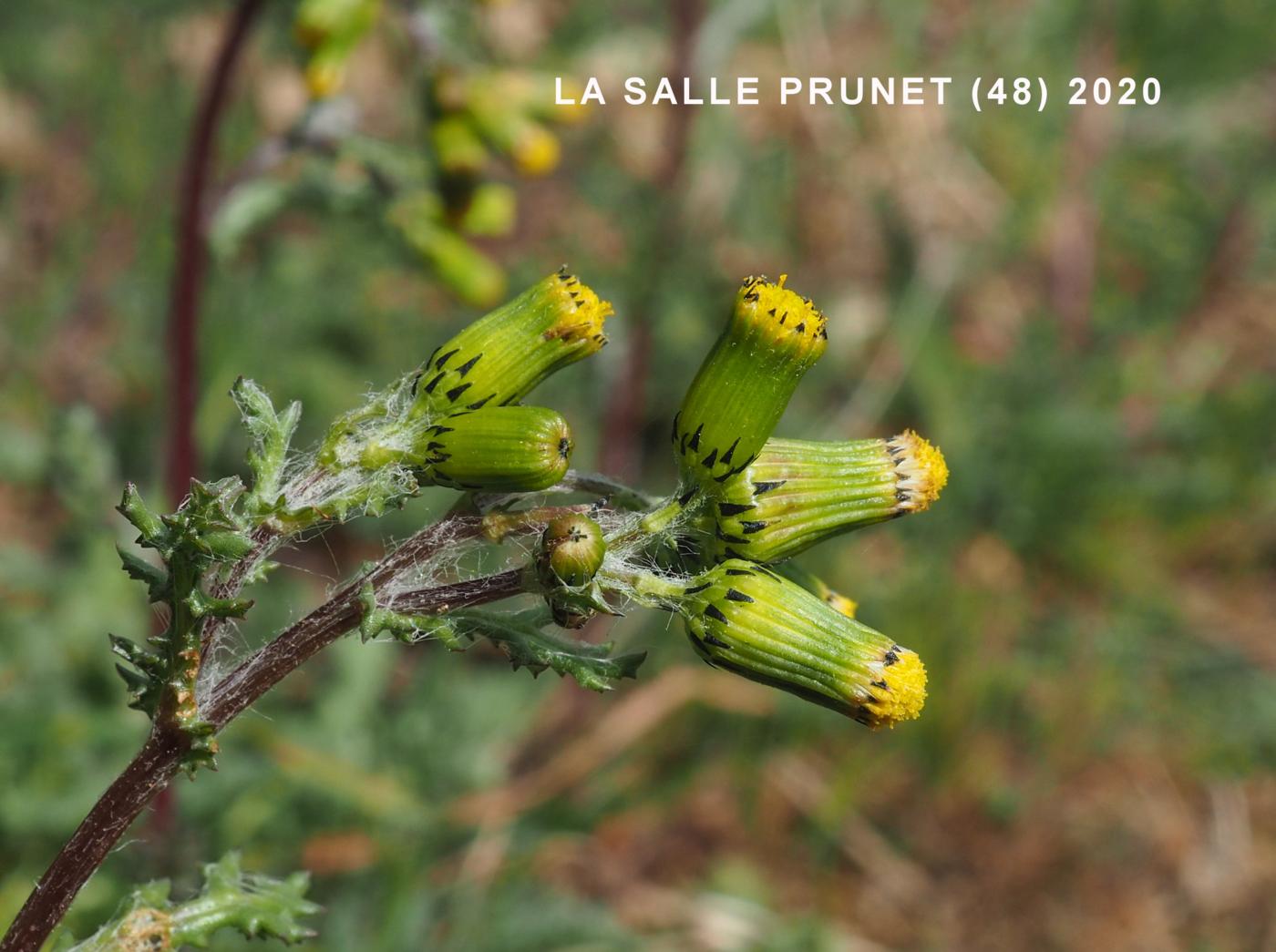 Groundsel flower